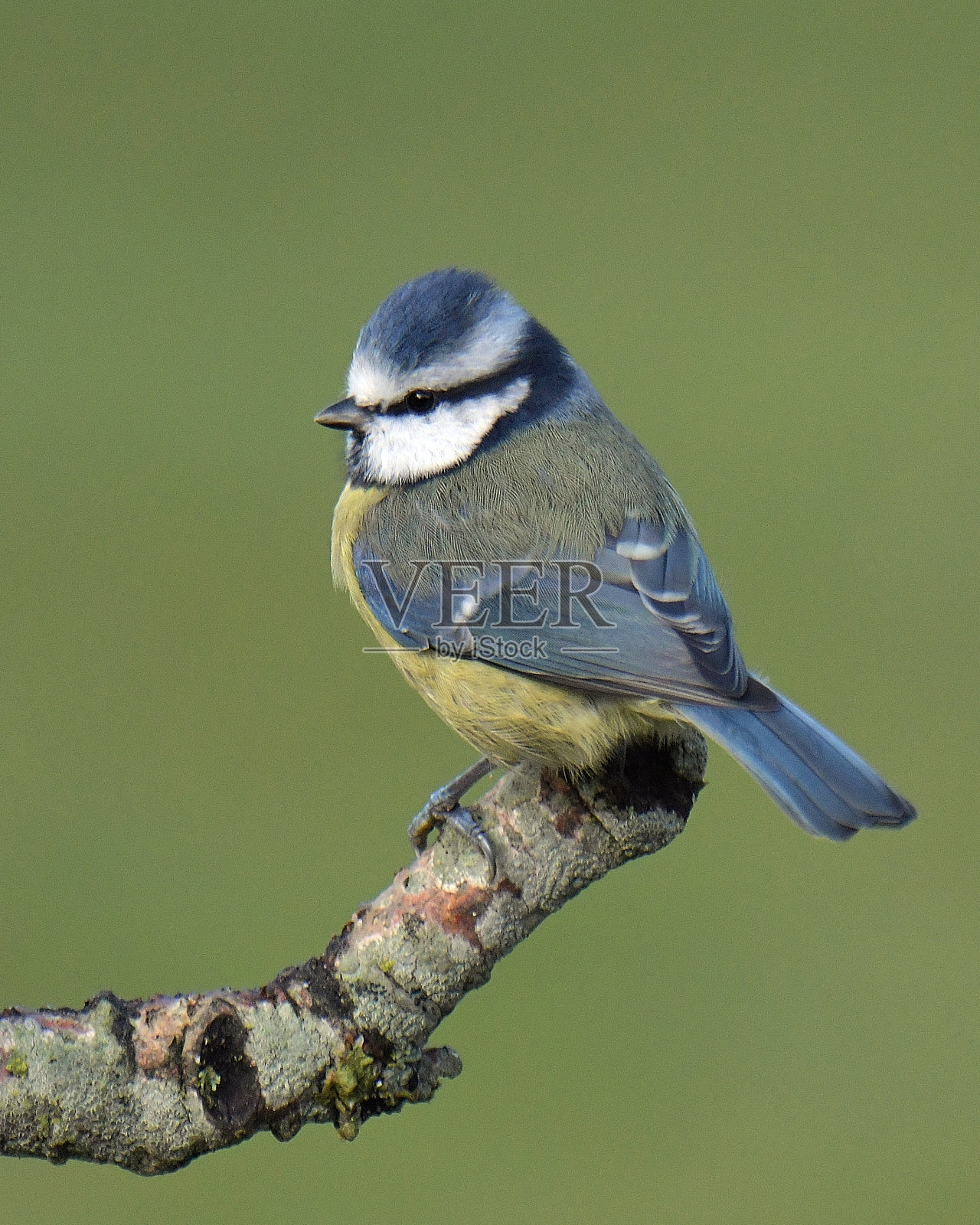 鸟栖息照片摄影图片