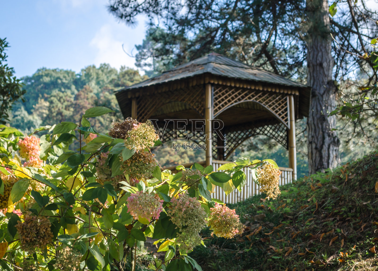 在森林中构造木质凉亭树冠照片摄影图片