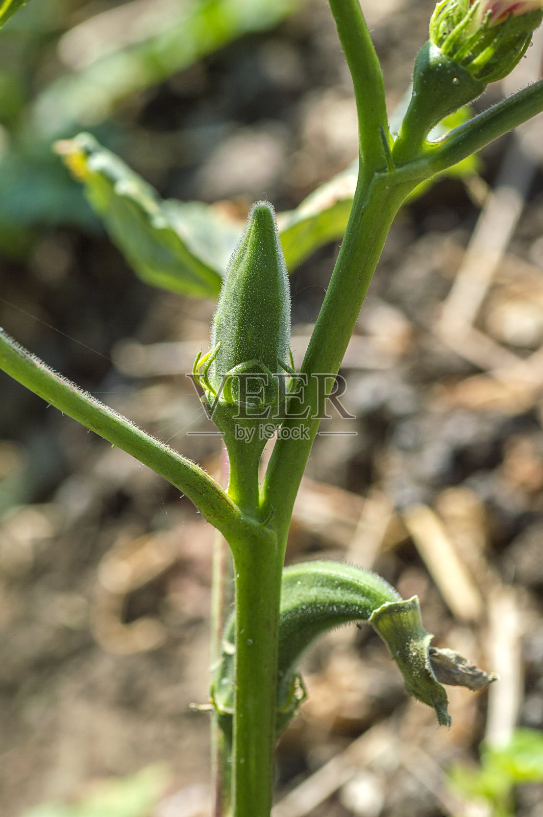 年轻的秋葵植物(女手指)在农田照片摄影图片