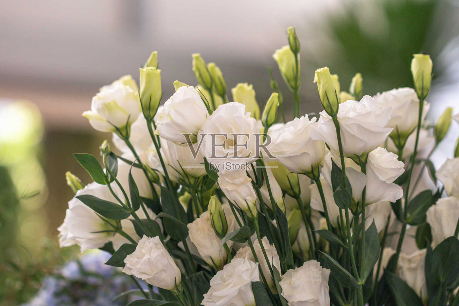 选择性聚焦白色康乃馨花。模糊的白花背景。照片摄影图片