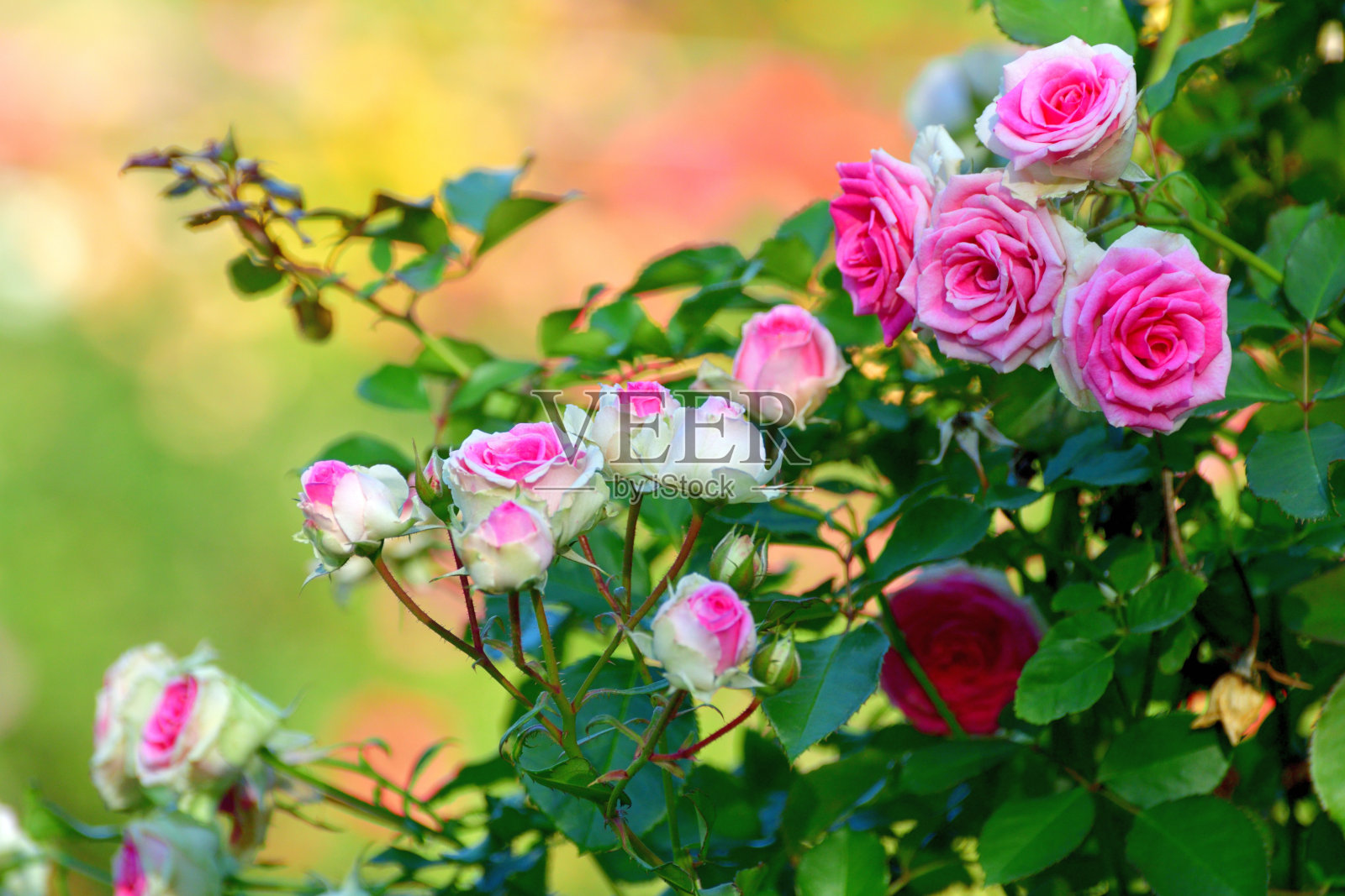 玫瑰花与多色背景照片摄影图片