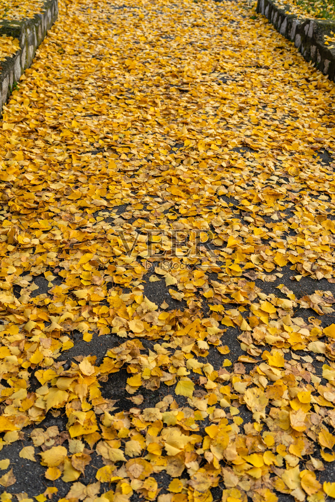 秋天的季节。公园里五颜六色的落叶。美丽的秋天的道路。照片摄影图片