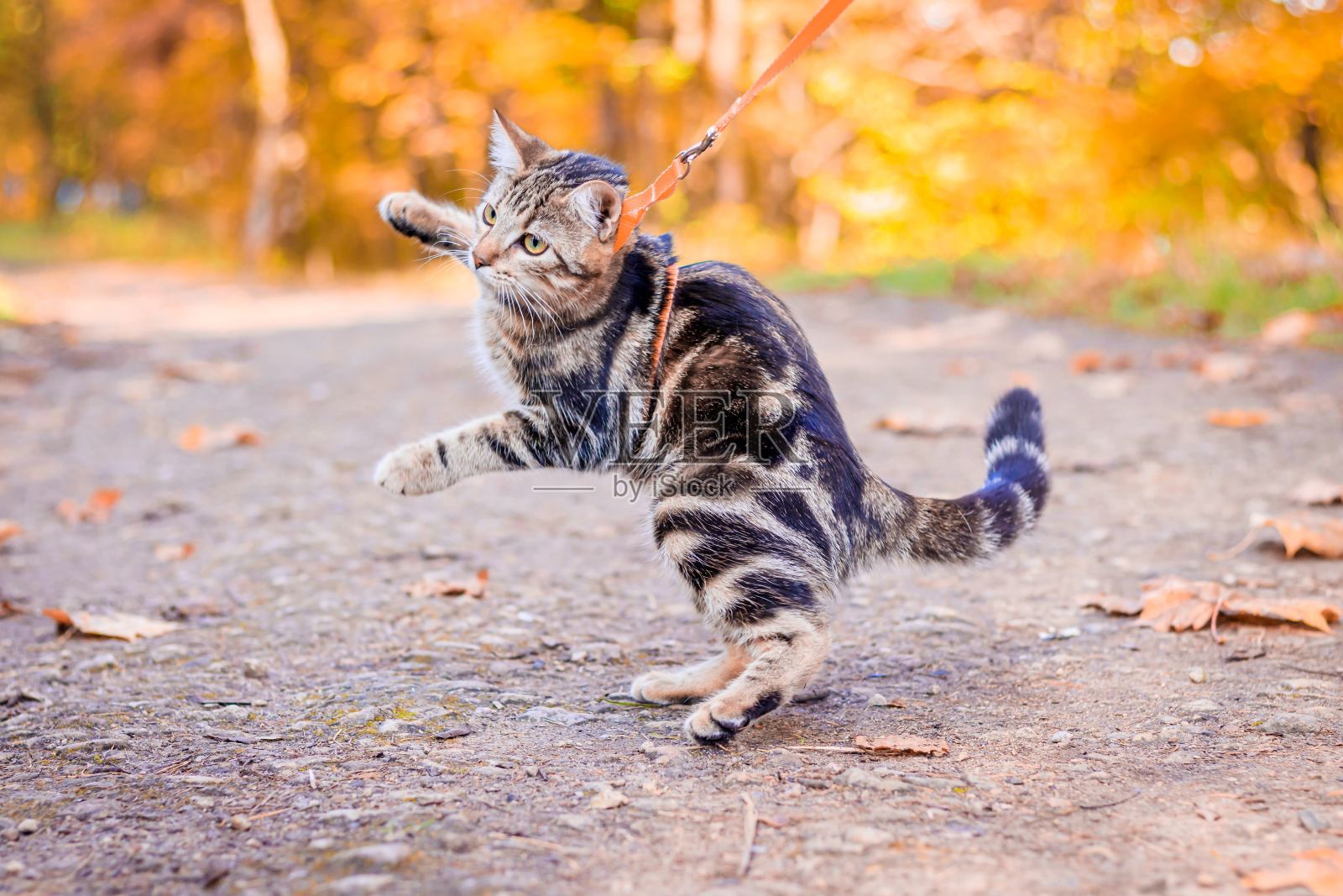 在秋季公园散步的家猫。家里的宠物。猫和秋天。孟加拉猫的小猫。照片摄影图片