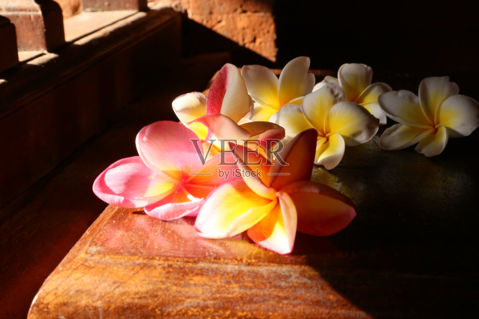 花或鸡蛋花红色和白色的阳光照射照片摄影图片