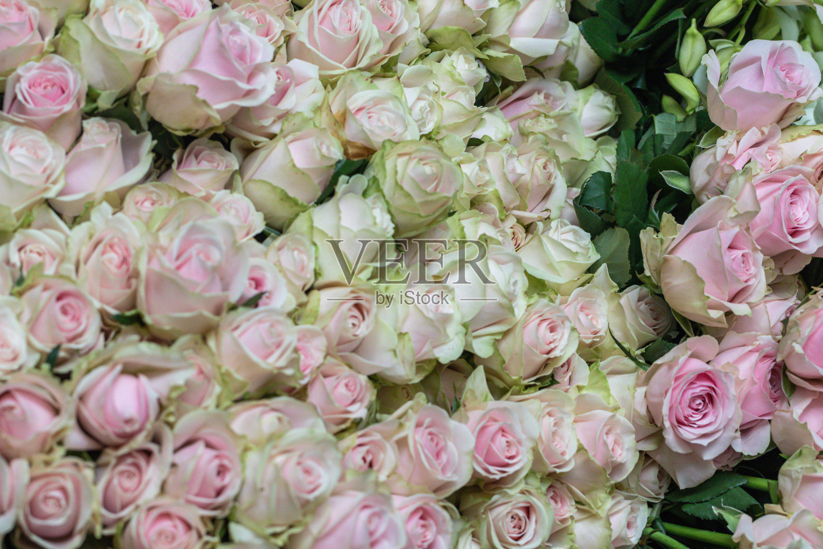 美丽的选择焦点粉红色和绿色玫瑰花背景。甜蜜的玫瑰迷离。照片摄影图片