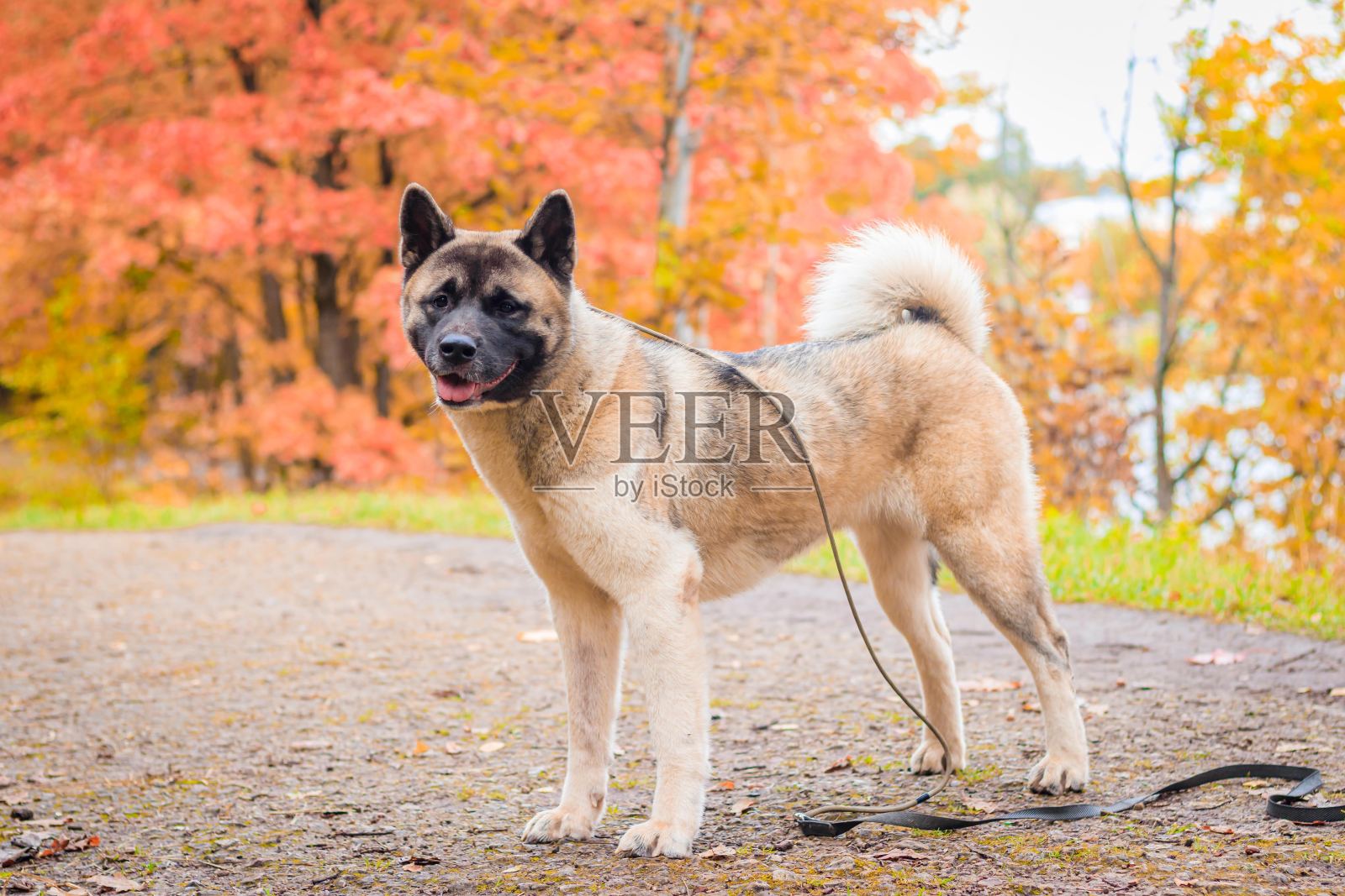 秋田犬在秋天的公园散步。美丽的毛茸茸的狗。美国秋田犬。照片摄影图片