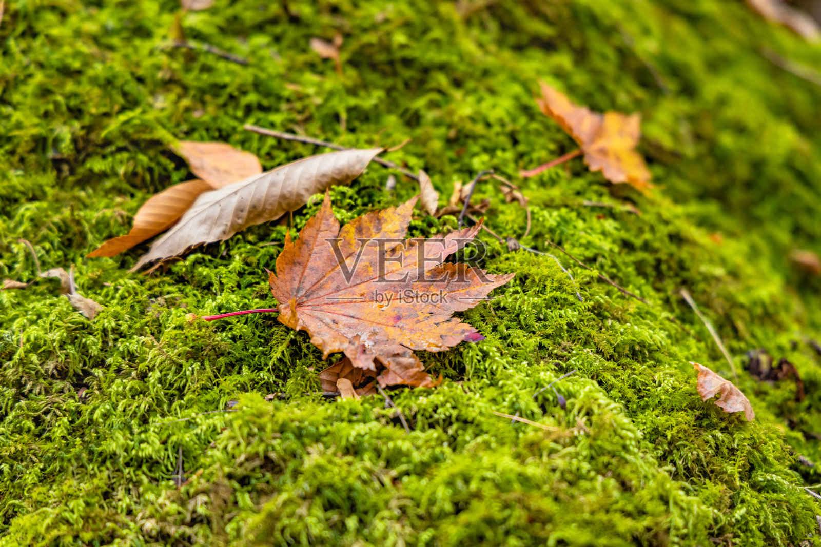 秋天的树叶和美丽的苔藓照片摄影图片