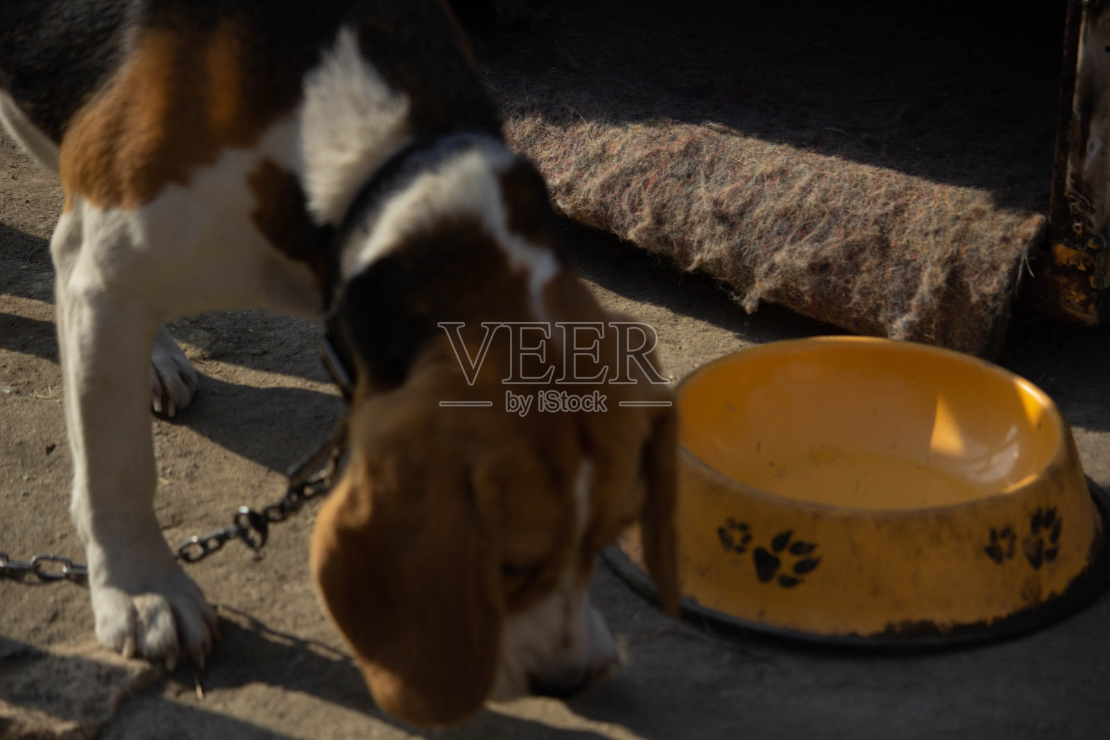 狗用鼻子嗅食物照片摄影图片