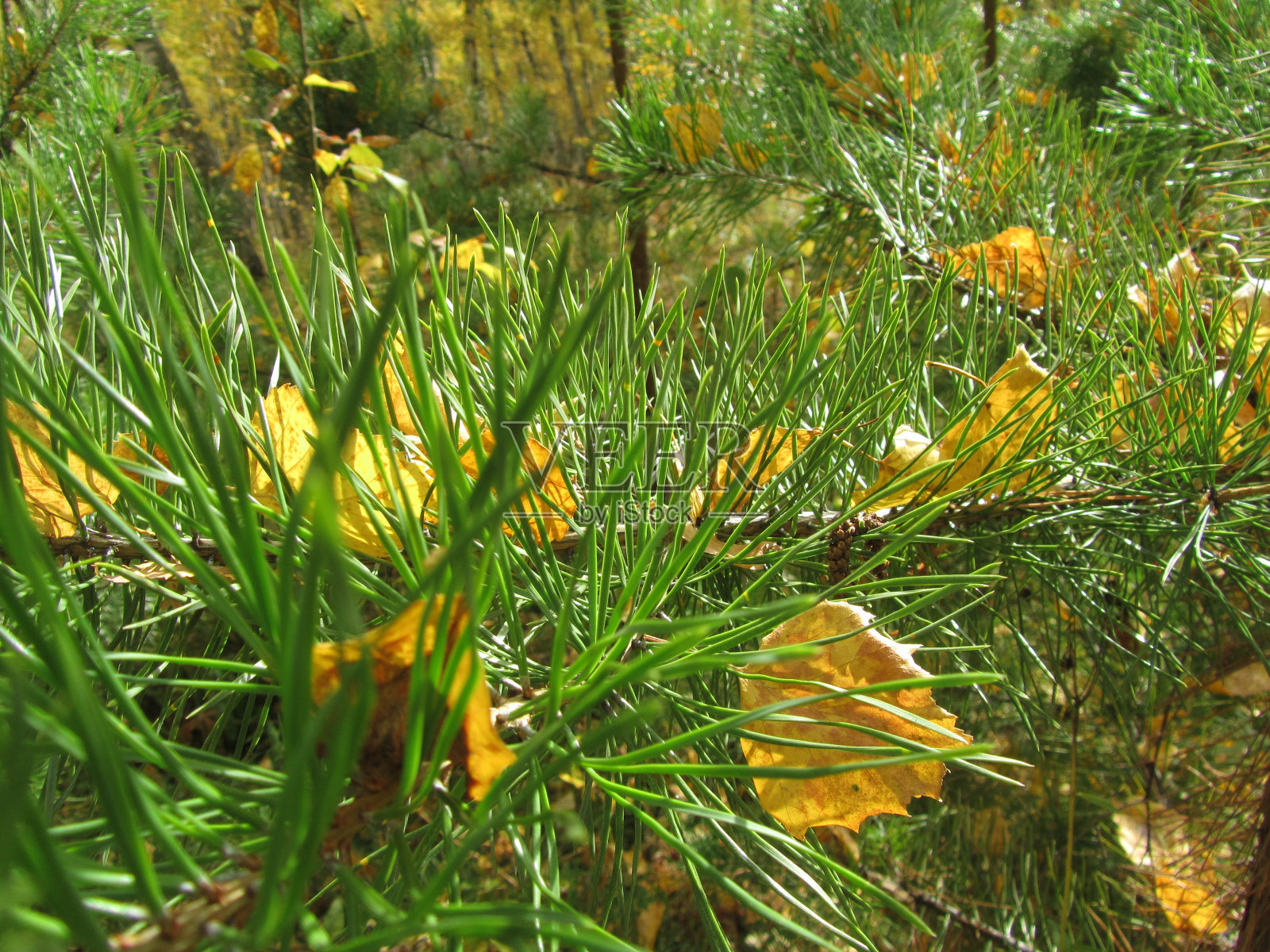 秋日的黄叶挂在松树和云杉的绿枝上。特写镜头。美丽绚丽多彩的秋景。照片摄影图片