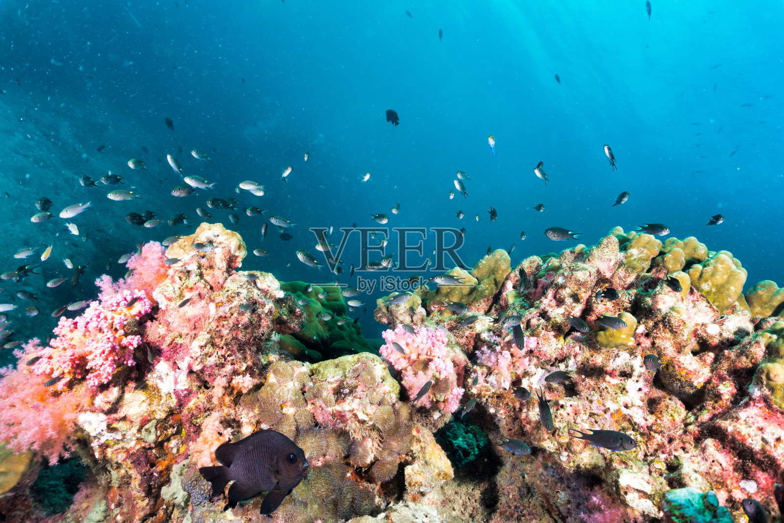 充满活力的水下珊瑚礁生物多样性自然碳捕获系统照片摄影图片