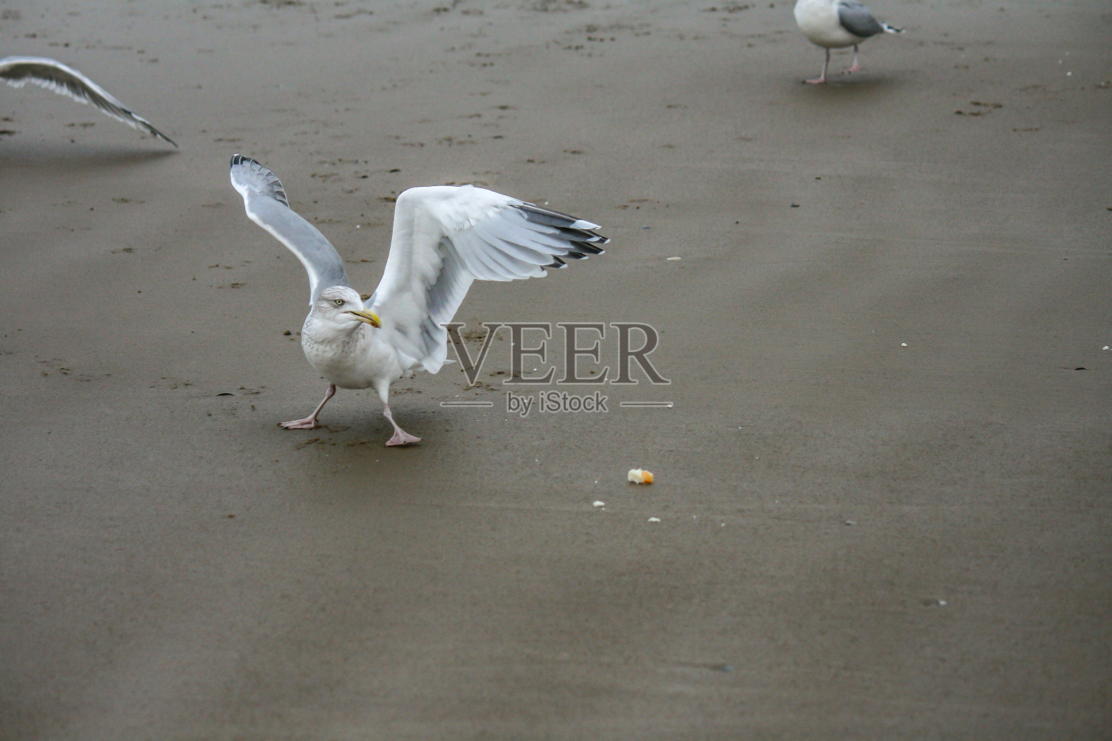 北海海滩上试图觅食的海鸥照片摄影图片