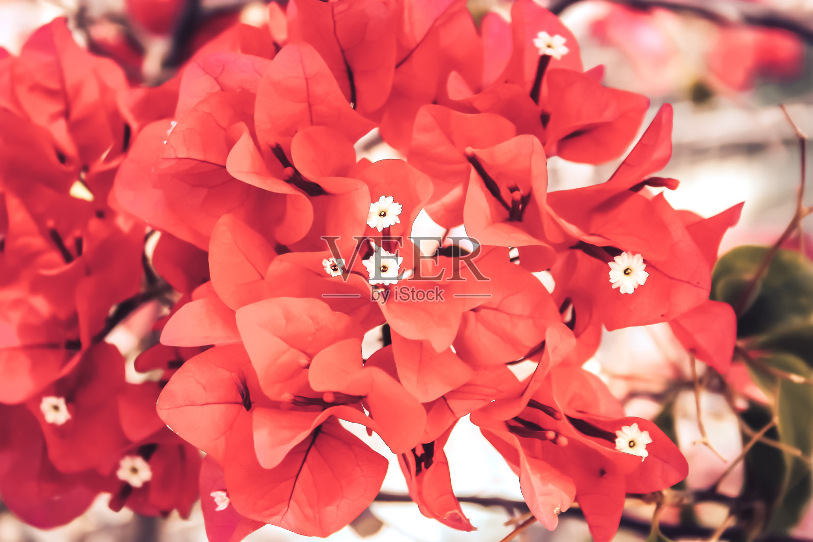 大自然的色彩照片摄影图片