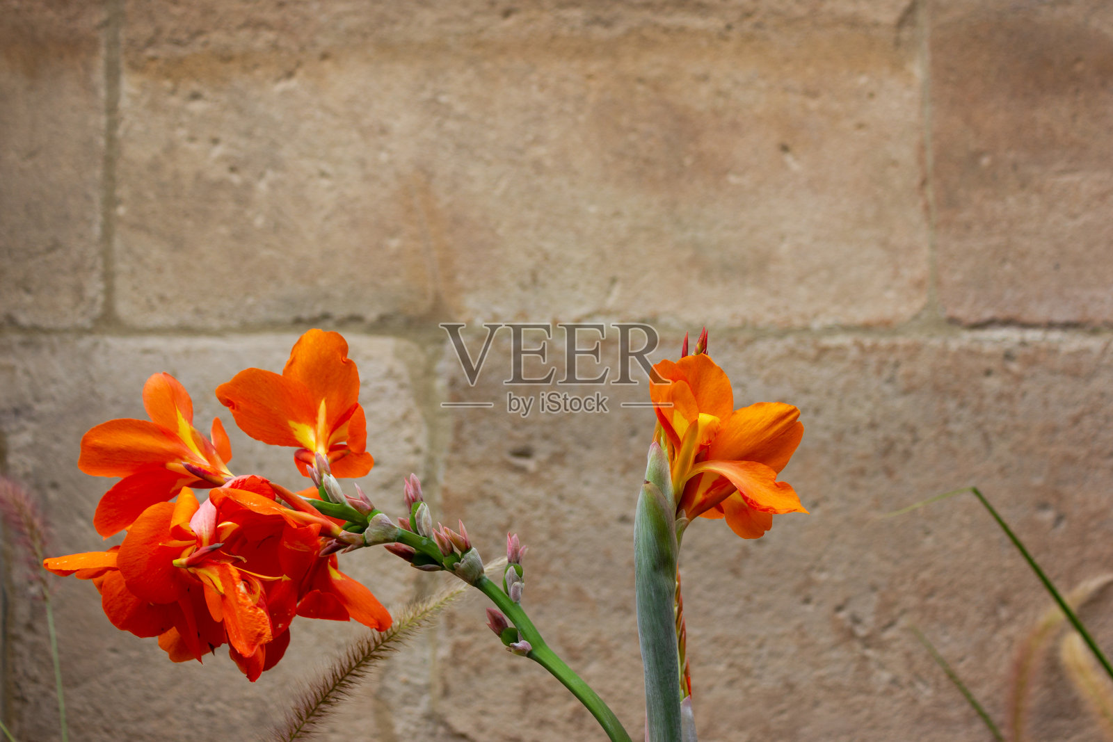 墙前有橙色的花照片摄影图片
