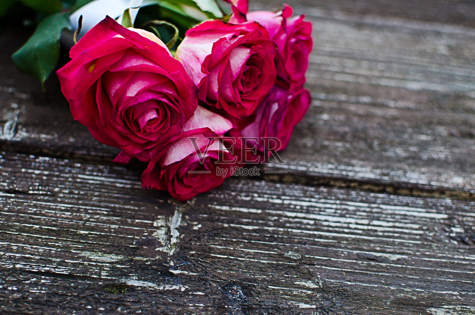 美丽的新鲜玫瑰在夏天生长在户外照片摄影图片