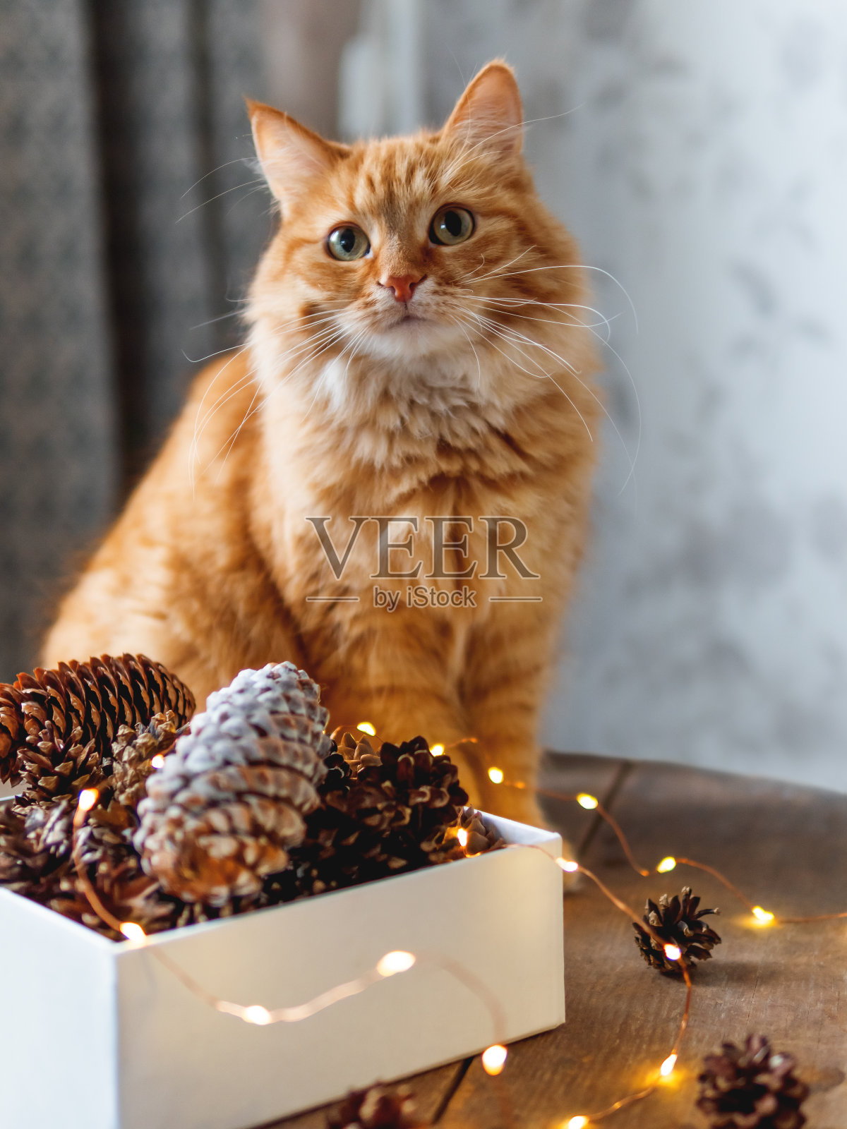 可爱的姜黄色小猫正坐在木桌上,旁边是装有松果和灯泡的盒子。Scandy风格。为庆祝圣诞节和新年做准备。照片摄影图片