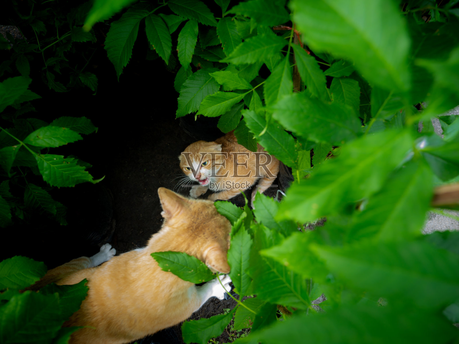 当地的黄猫卫士吓走了来访的猫照片摄影图片