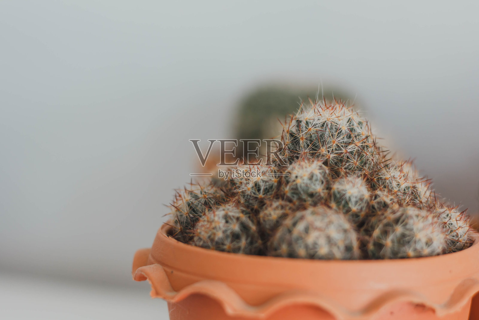 盆栽仙人掌。盆栽仙人掌屋用植物照片摄影图片