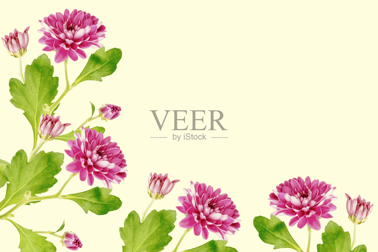 秋天五颜六色的菊花照片摄影图片