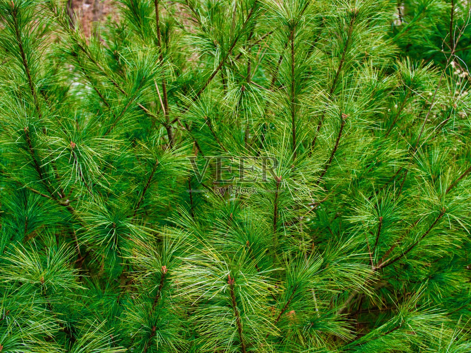 韩国的松针景观,秋天的松针照片摄影图片