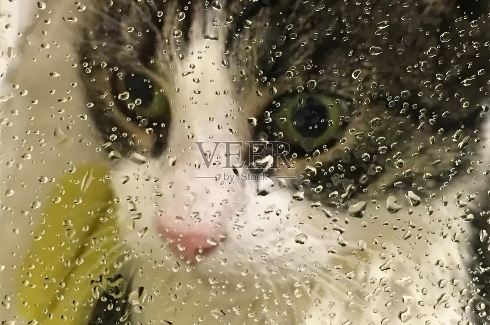 猫在淋浴照片摄影图片