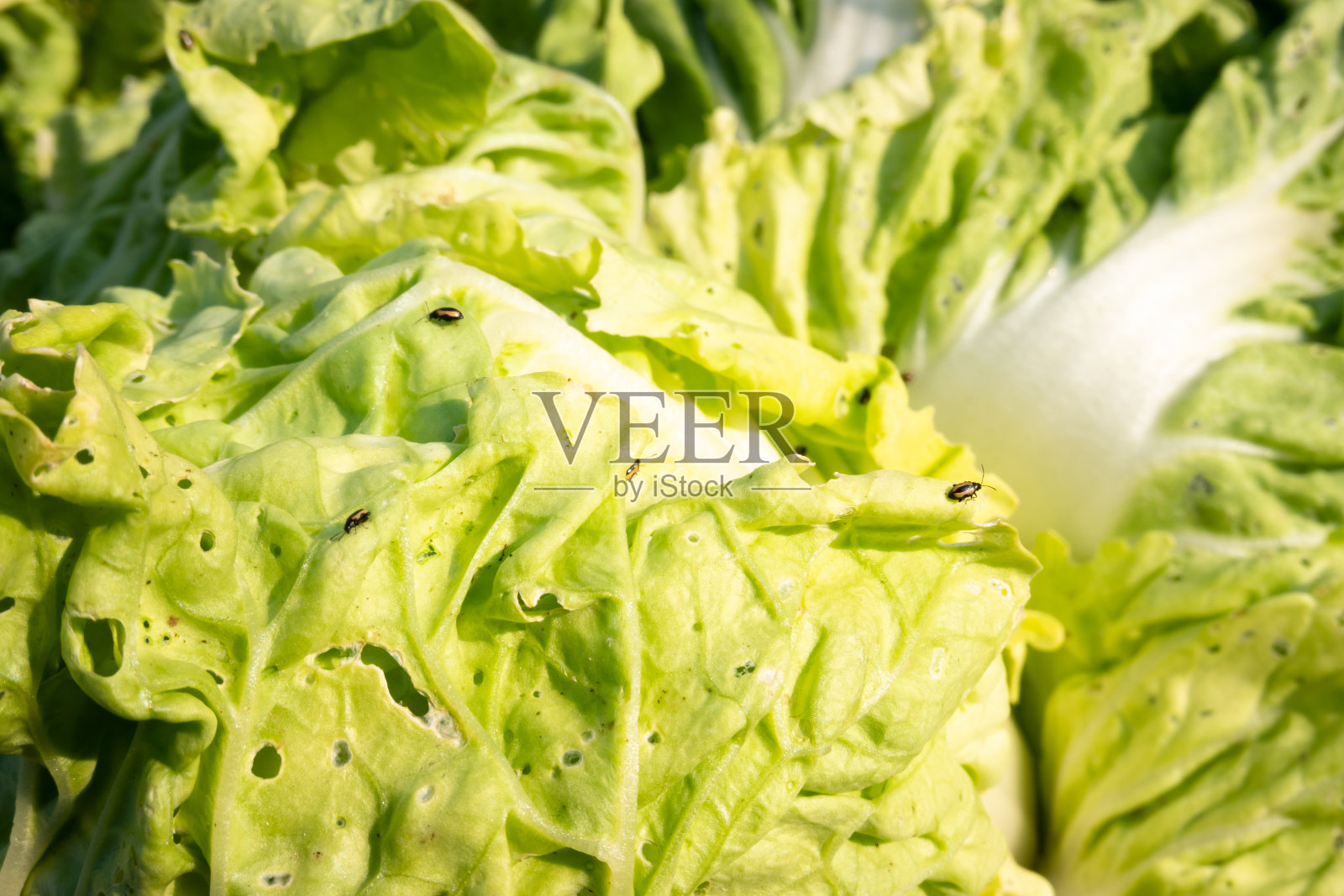 大白菜和害虫照片摄影图片