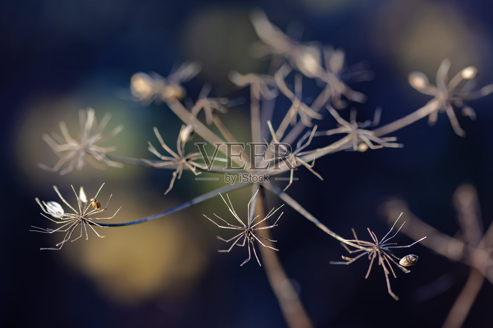 有种子的干猪草花序。秋色自然模糊背景,选择性聚焦。特写镜头照片摄影图片