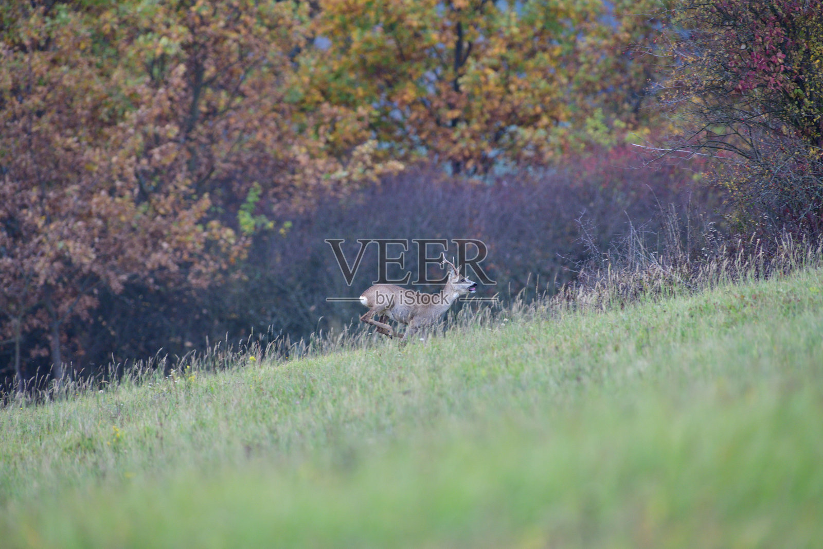 狍子走在草地上,背景是色彩斑斓的秋树照片摄影图片