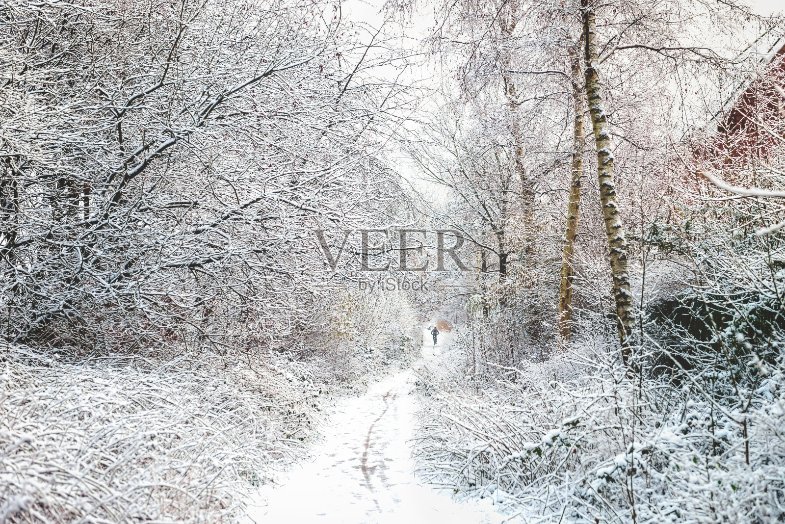 英国一月下雪照片摄影图片