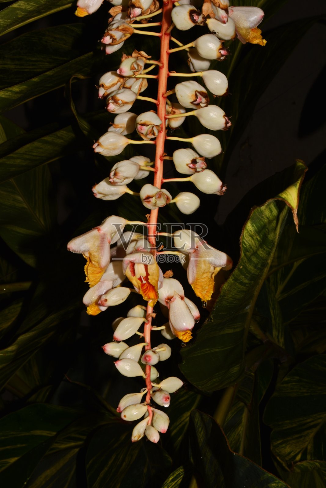 姜荷花照片摄影图片