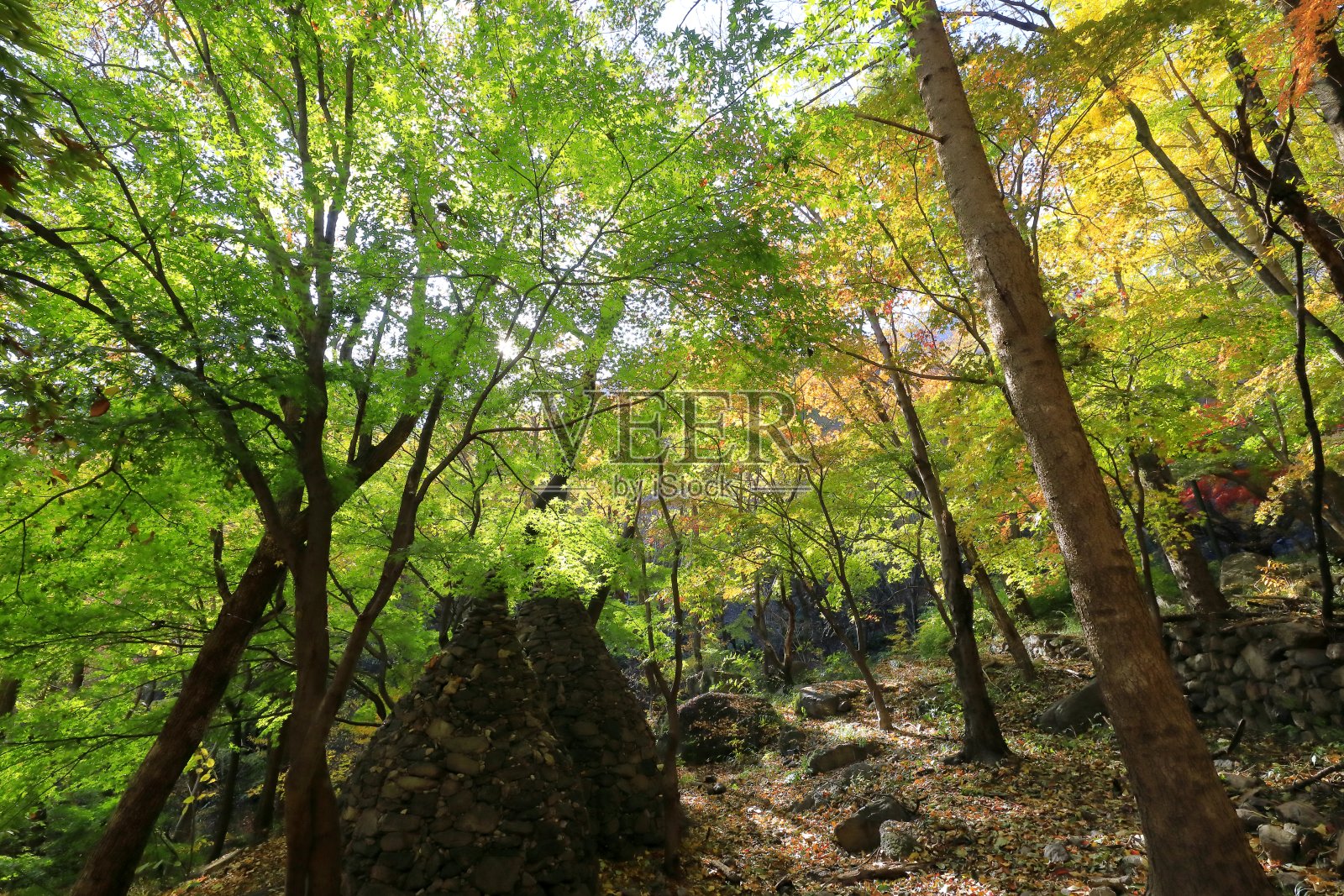 秋天的森林照片摄影图片