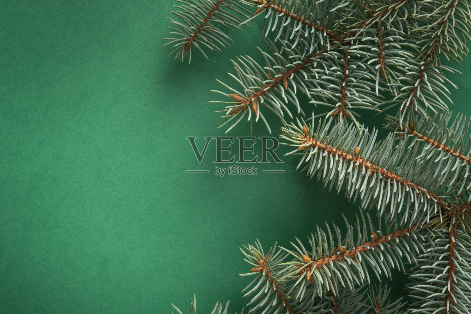 圣诞树上的树枝上有绿色的拷贝空间。前视图。节日卡片。照片摄影图片