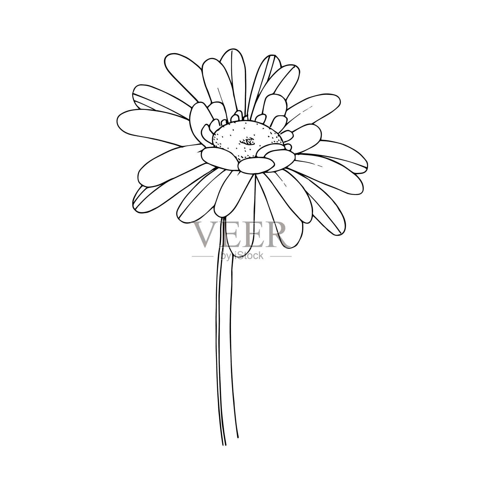 非洲菊属植物植物的花。黑白篆刻水墨艺术。孤立的非洲菊插图元素。插画图片素材
