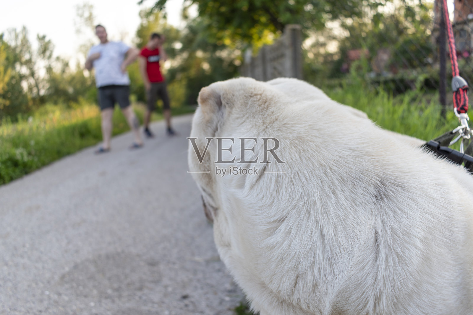 这只狗看着街上的行人照片摄影图片
