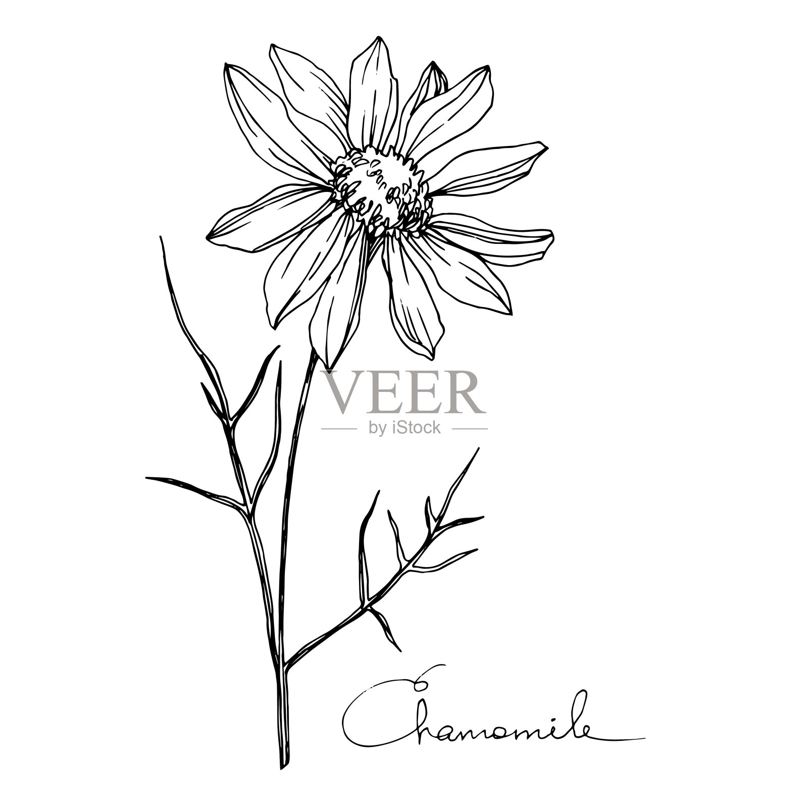 洋甘菊属植物的花媒。黑白篆刻水墨艺术。孤立花插图元素。插画图片素材