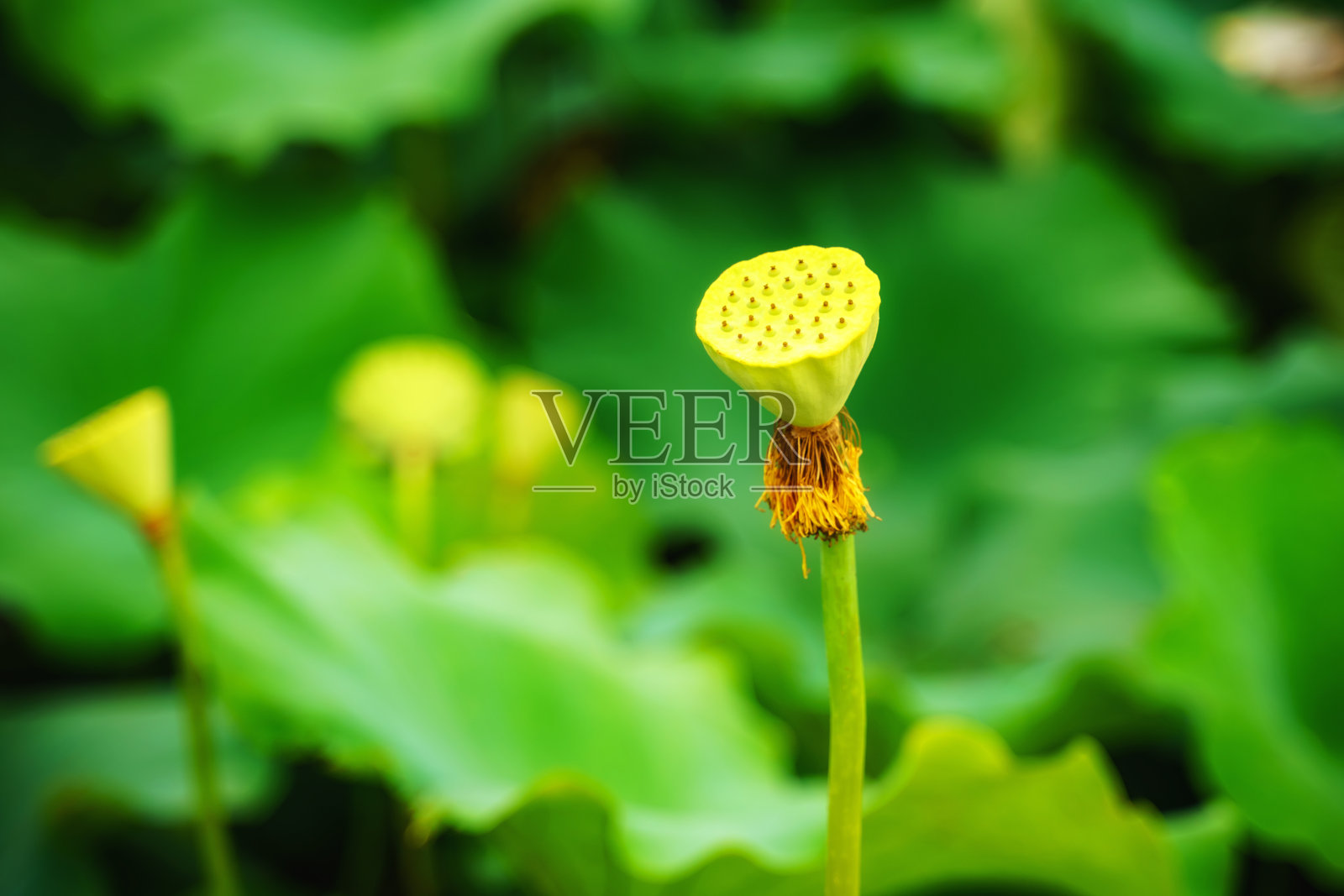 中国亚洲池莲花池照片摄影图片
