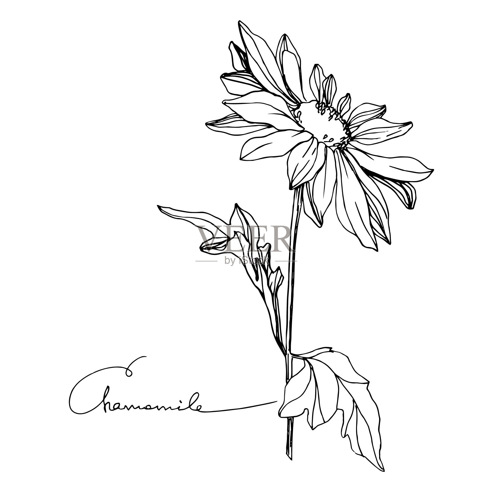 洋甘菊属植物的花媒。黑白篆刻水墨艺术。孤立花插图元素。插画图片素材