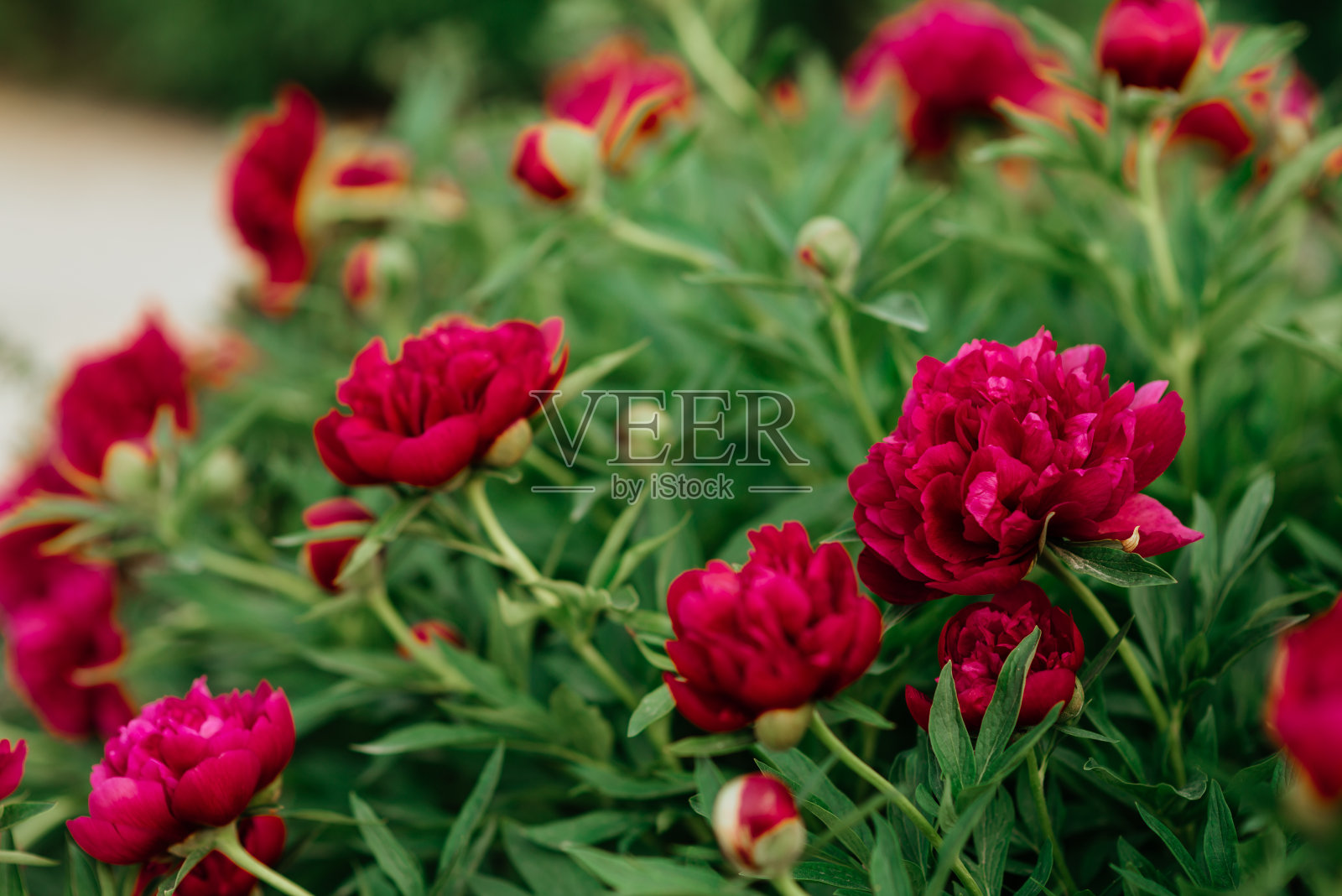 介子。春天的红色的花照片摄影图片