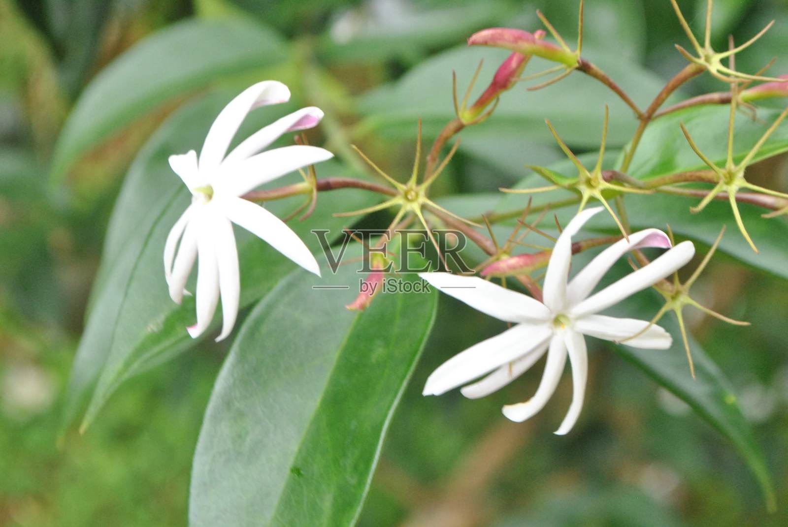 夜之女神照片摄影图片