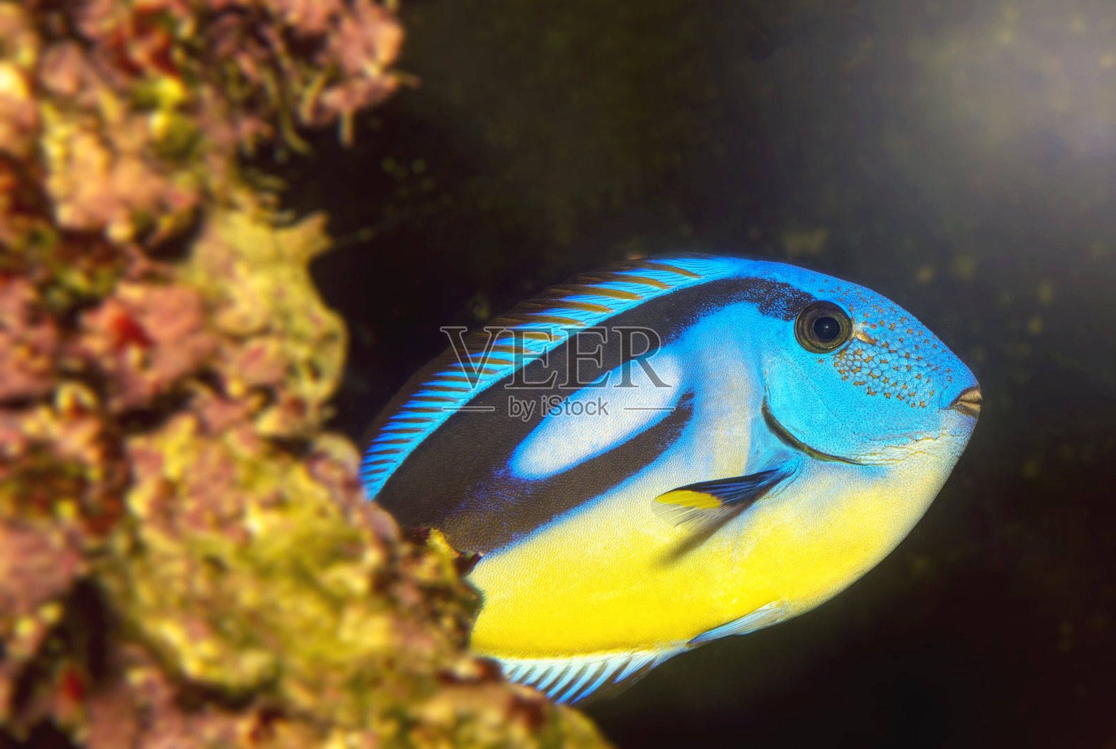 蓝色刺尾鱼的特写照片摄影图片