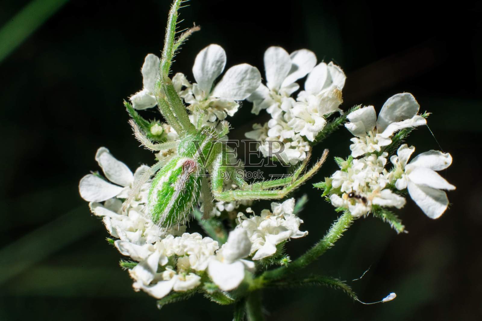 绿色的蜘蛛照片摄影图片