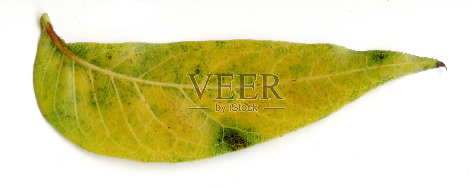 秋叶在白色的背景上照片摄影图片