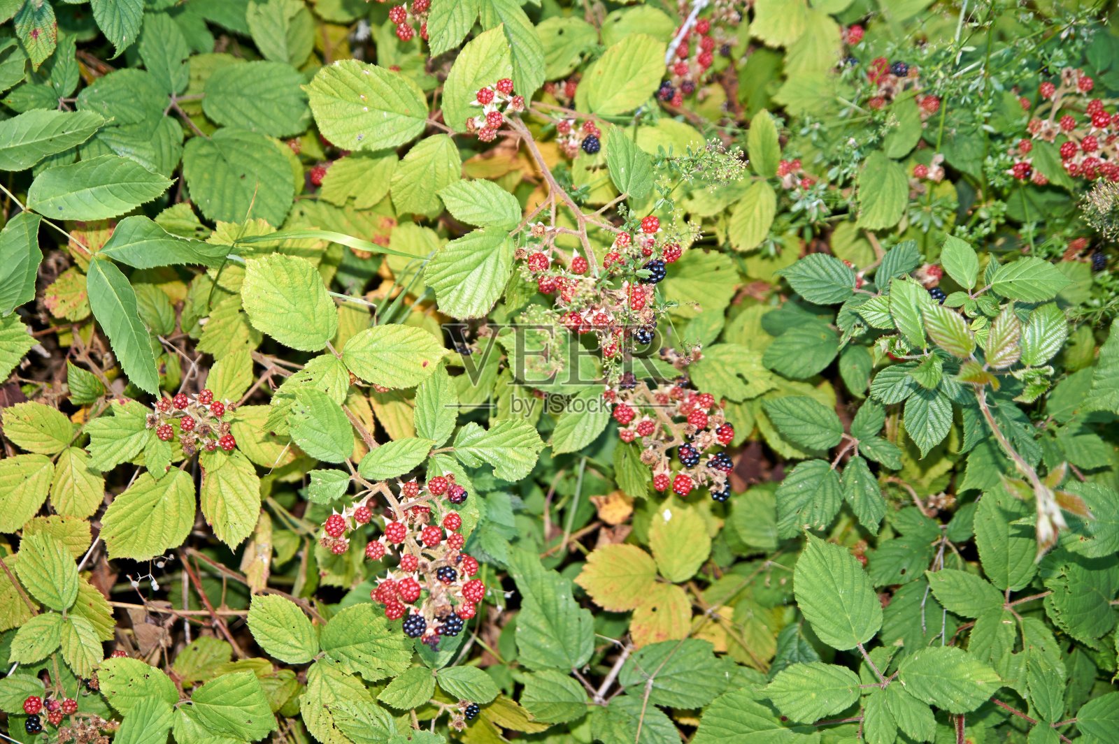 灌木丛上未成熟和成熟的黑莓。照片摄影图片