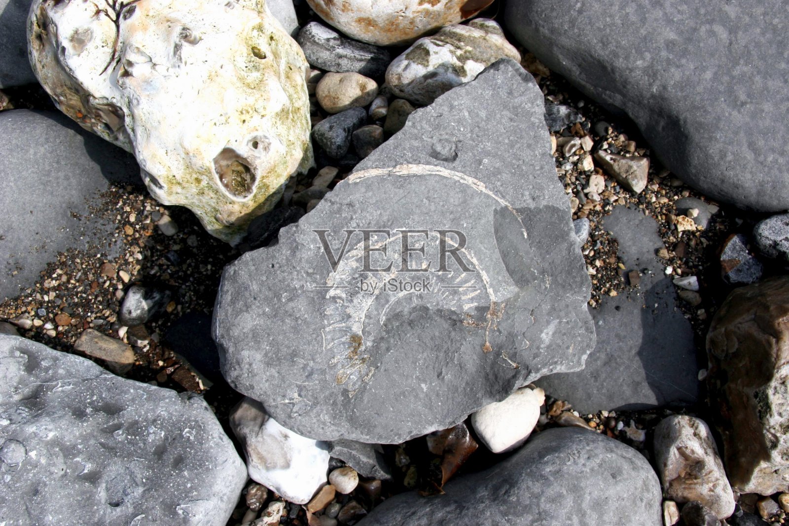 海滩上的古鹦鹉螺和化石照片摄影图片