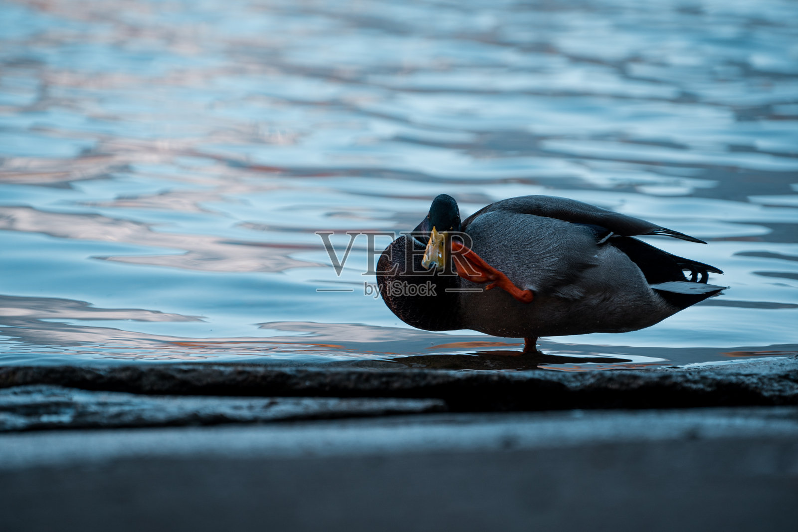 近距离拍摄鸭子照片摄影图片