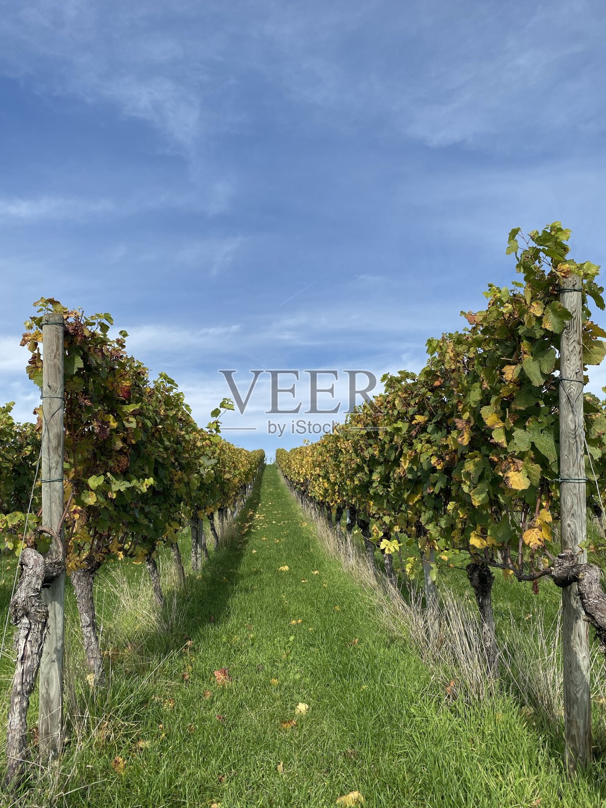 一排排笔直的藤蔓照片摄影图片