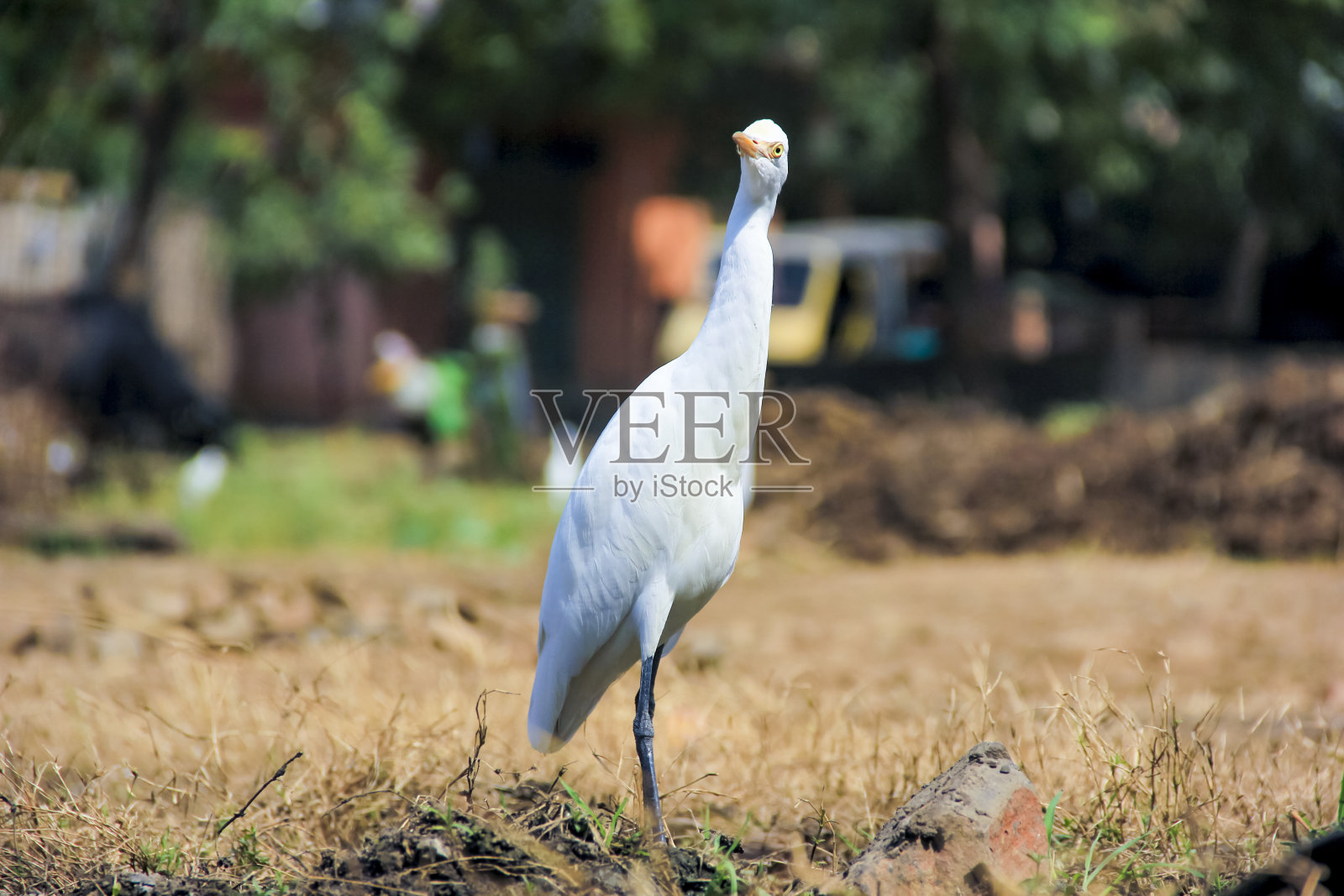 火烈鸟站在草地上照片摄影图片