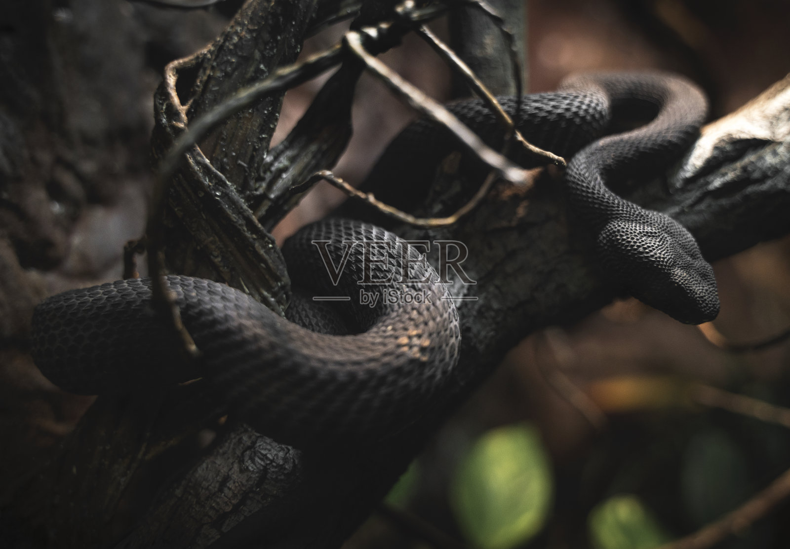 树枝上的黑色小吃照片摄影图片