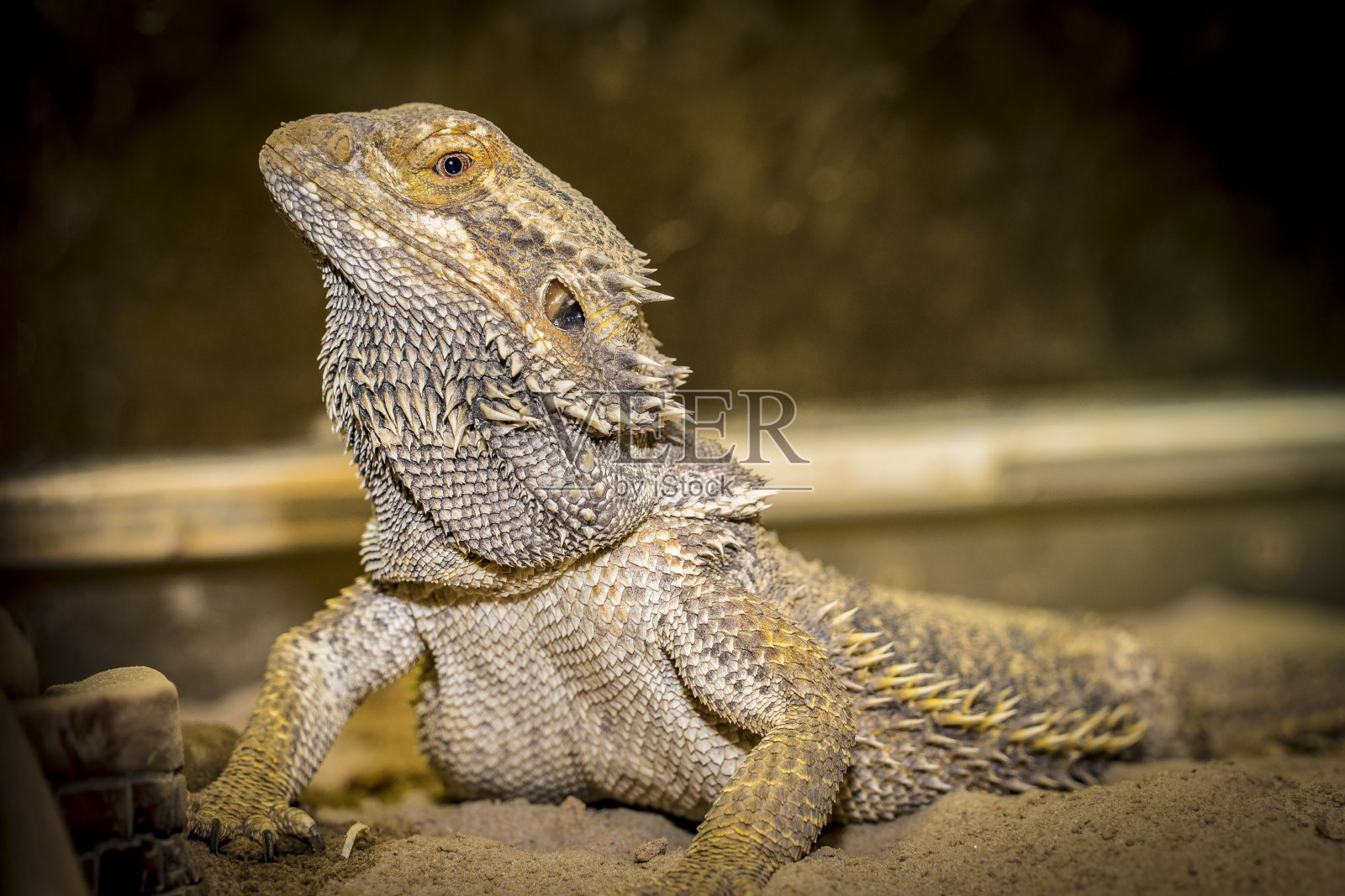 雄性绿鬣蜥的特写照片照片摄影图片