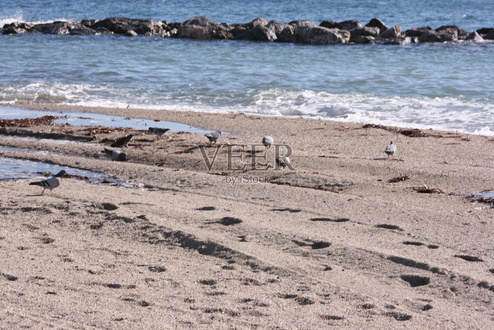 鸽子在风和水的海洋上追踪飞行照片摄影图片