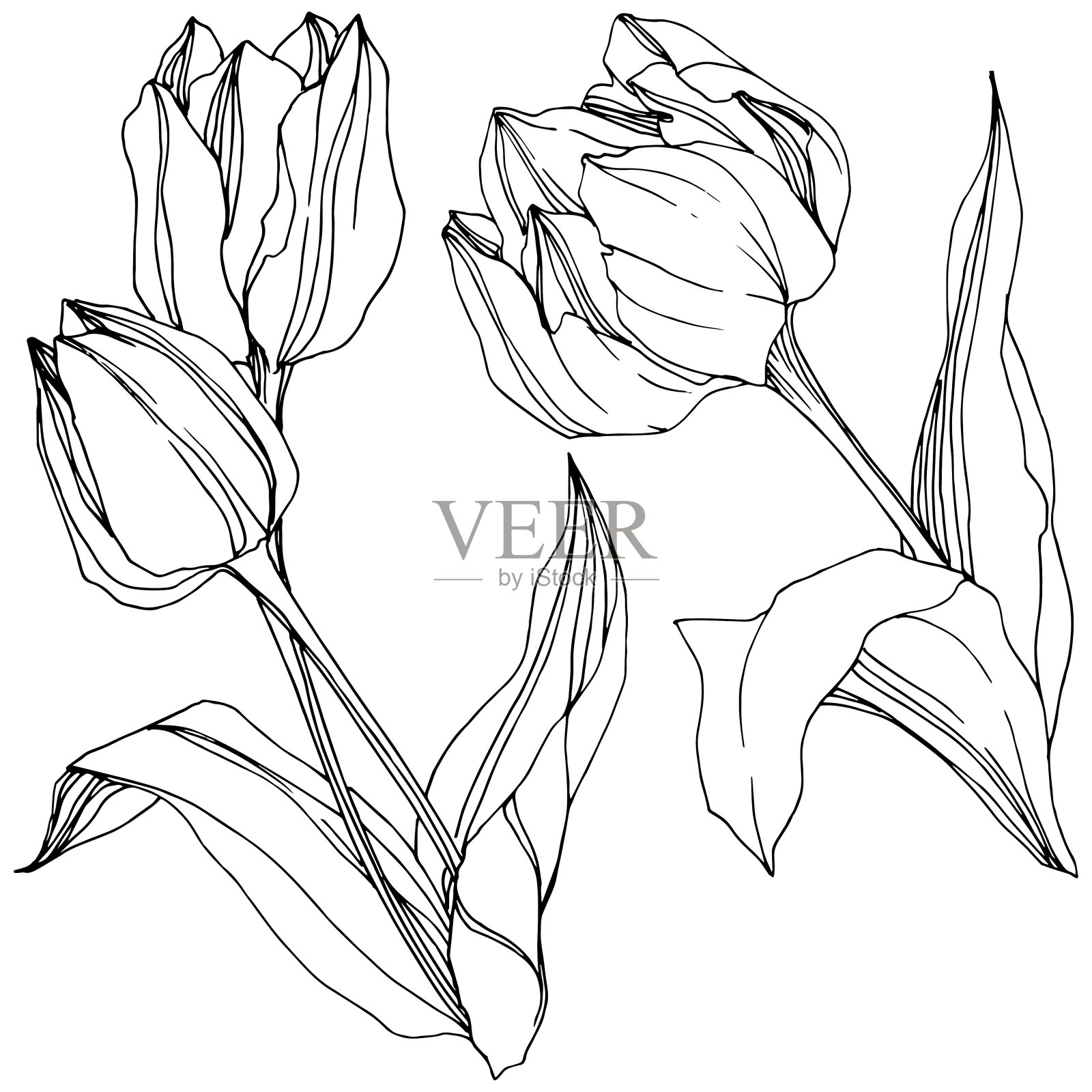 矢量郁金香黑白雕刻水墨艺术。花卉植物的花。孤立的郁金香插图元素。插画图片素材